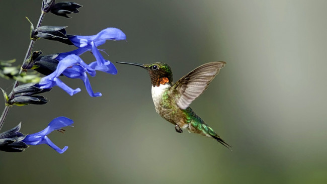 Обои картинки фото животные, колибри, цветок, крылья, полет