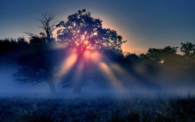 Обои картинки фото sunset, природа, восходы, закаты, туман, дерево, поле, утро, рассвет