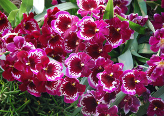 Картинка цветы орхидеи экхотика