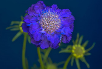 обоя цветы, скабиоза, синий