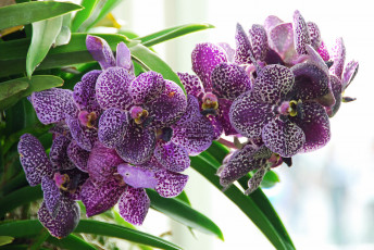 Картинка цветы орхидеи соцветие экзотика