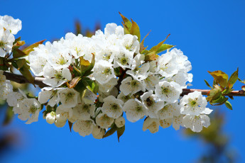 Картинка цветы цветущие деревья кустарники дерево ветка