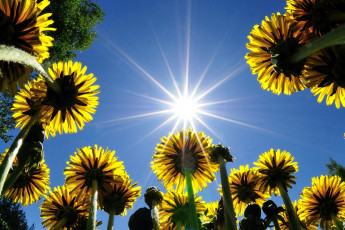 Картинка цветы одуванчики солнце небо