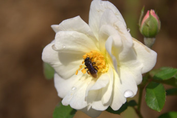 Картинка цветы розы пчела макро капли