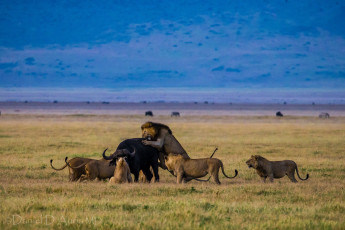 Картинка животные разные вместе буйвол львы охота