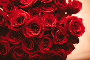 Картинка цветы розы красный много