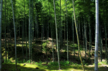 Картинка природа лес бамбук сумрак китай