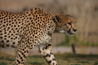 Картинка животные гепарды кошка профиль