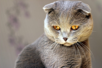 Картинка животные коты взгляд глаза кошка внимание шотландский вислоухий