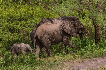 Картинка животные слоны малыш хоботы семья