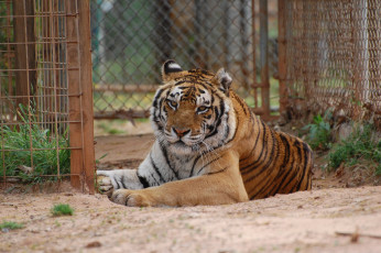 Картинка животные тигры лежит кошка