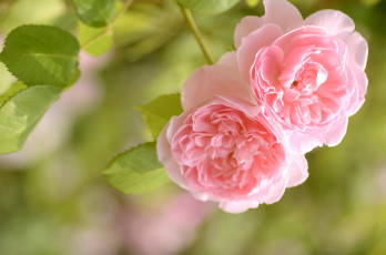 Картинка цветы розы парочка розовые