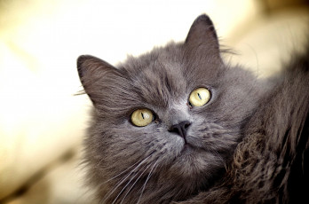 Картинка животные коты глаза кошка взгляд внимание