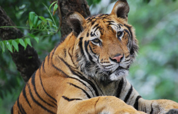 Картинка животные тигры кошка морда