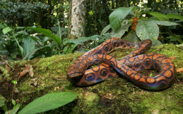 Картинка животные змеи питоны кобры листья мох лес абома радужный удав
