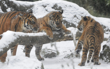 Картинка животные тигры амурский тигр тигрята детеныши