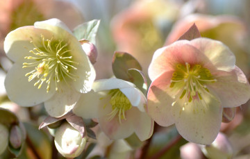 Картинка цветы геллеборус морозник нежность