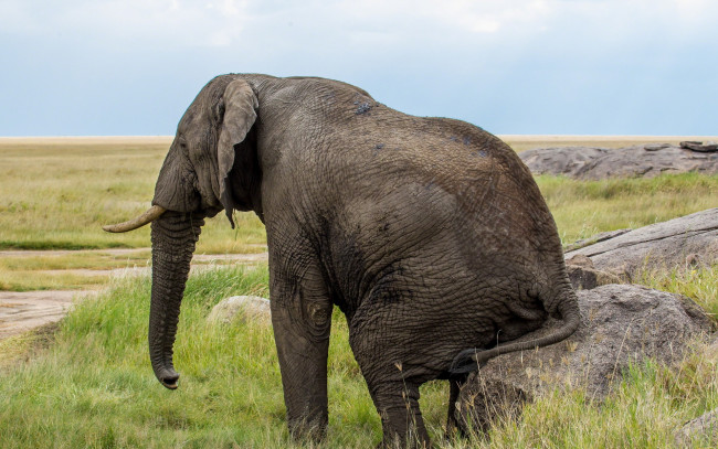 Обои картинки фото животные, слоны, саванна, трава, камень, слон, отдых