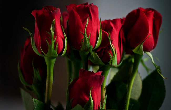 Обои картинки фото цветы, розы, бутоны, красный