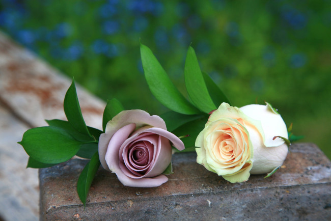 Обои картинки фото цветы, розы, пара