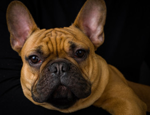 Картинка животные собаки взгляд морда пес