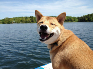 Картинка животные собаки настроение жизнерадостность улыбка