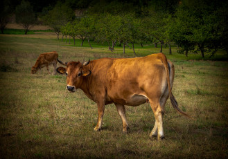 Картинка животные коровы +буйволы корова выпас луг