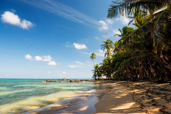 Картинка природа тропики море пальмы песок пляж