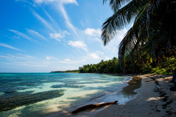 Картинка природа тропики море пляж песок пальмы
