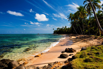 Картинка природа тропики пляж пальмы песок море
