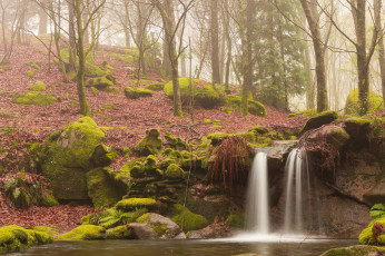 Картинка природа водопады лес туман мох поток