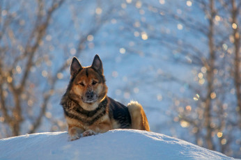 Картинка животные собаки зима немецкая овчарка german shepherd снег природа