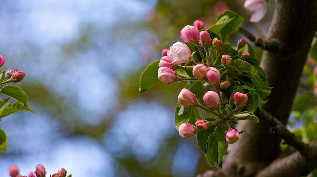 Обои картинки фото цветы, цветущие деревья ,  кустарники, яблоня