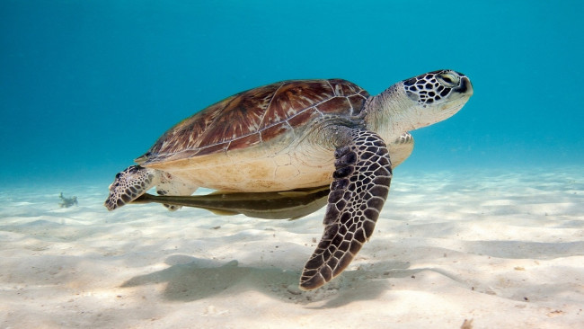 Обои картинки фото животные, Черепахи, черепаха, морская, вода, море, песок, тень