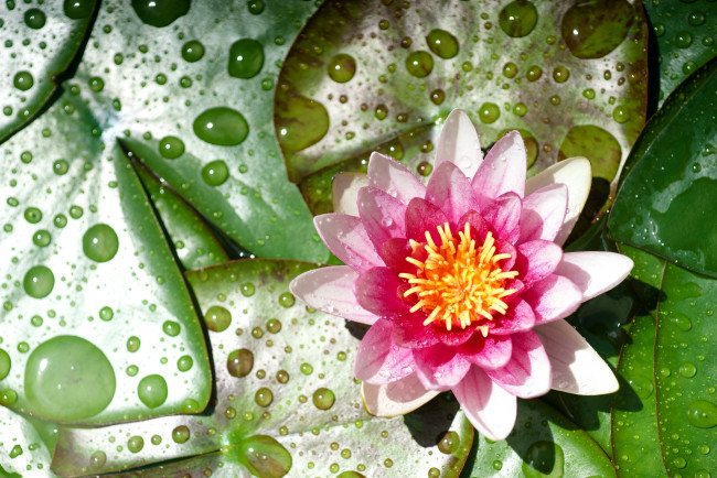 Обои картинки фото цветы, лилии водяные,  нимфеи,  кувшинки, капли
