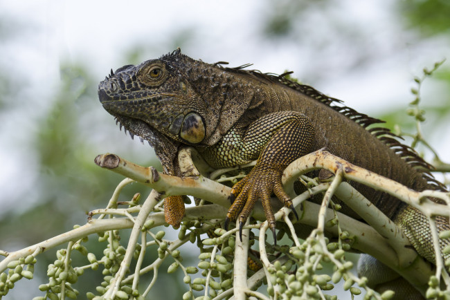 Обои картинки фото green iguana, животные, Ящерицы,  игуаны,  вараны, игуана, дерево