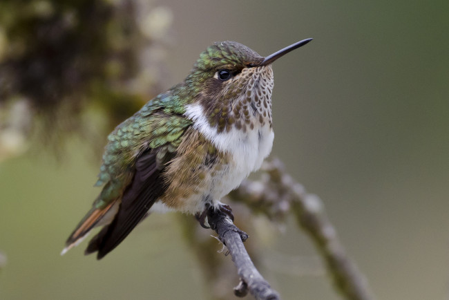 Обои картинки фото volcano hummingbird, животные, колибри, птичка, ветка