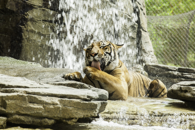 Обои картинки фото животные, тигры, лапа, умывание, вода, камни, хищник