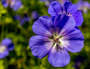 Картинка цветы фиолетовые макро
