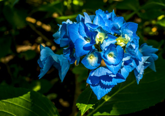Картинка цветы гортензия макро синие