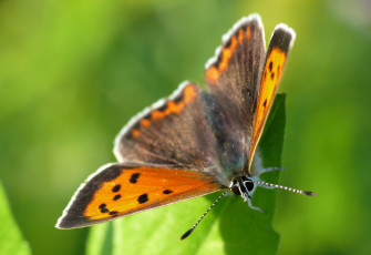 Картинка животные бабочки +мотыльки +моли бабочка макро фон