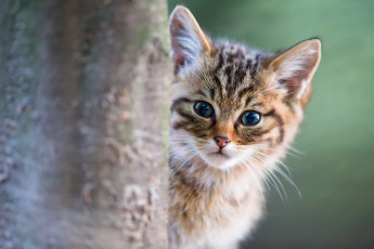 Картинка животные коты смотрит котэ котенок кошка кот