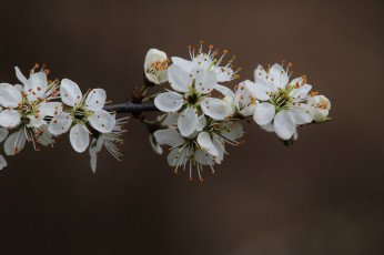 Картинка цветы цветущие+деревья+ +кустарники ветка макро весна фон