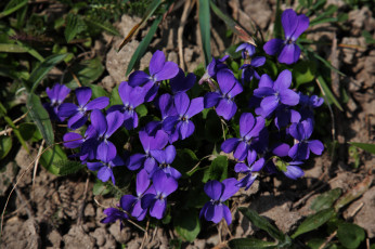 Картинка цветы фиалки весна фиолетовые дикие