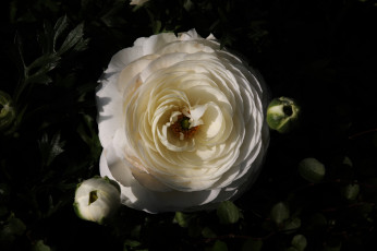 Картинка цветы макро цветок белый лепестки