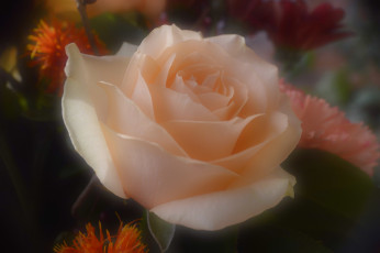 Картинка цветы розы нежность размытость роза