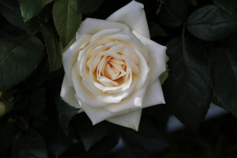 Картинка цветы розы роза белая листья