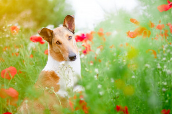 Картинка животные собаки взгляд луг собака цветы друг