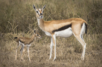 Картинка животные антилопы малыш антилопа