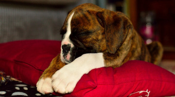 Картинка животные собаки щенок красная подушка
